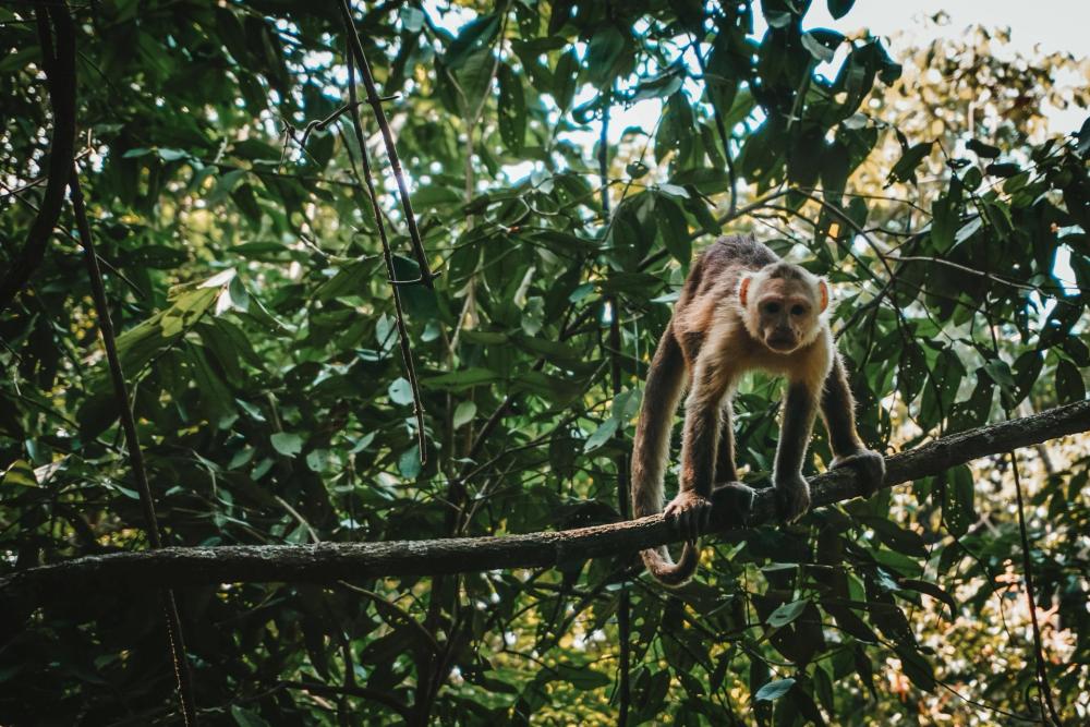 Monkey in a tree